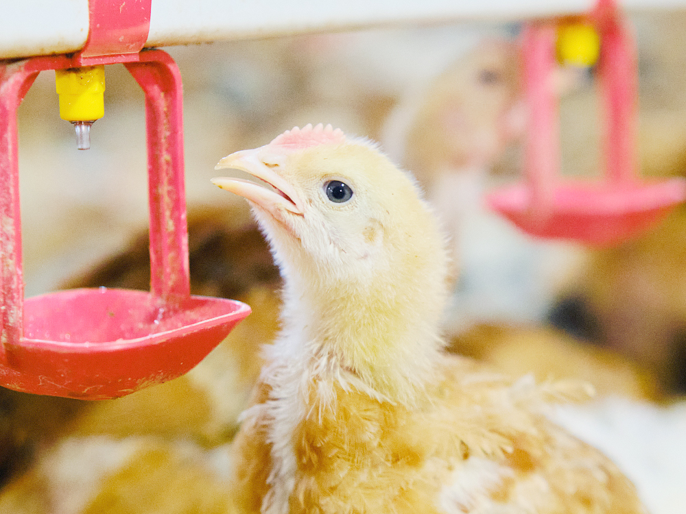 養雞場飲水管路添加微酸性電解水（次氯酸）的益處